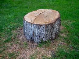 Best Root Management and Removal  in Biltmore, TN