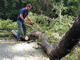 Best Tree Removal  in Biltmore, TN