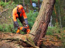 Best Organic Lawn Care Solutions  in Biltmore, TN