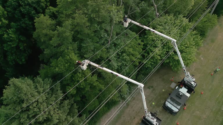 Best Hazardous Tree Removal  in Biltmore, TN