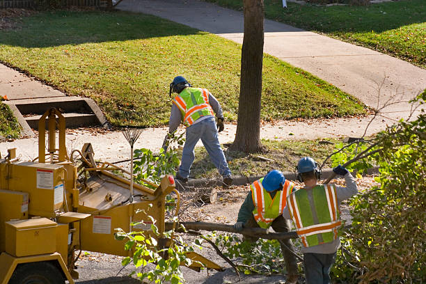 Best Commercial Tree Services  in Biltmore, TN