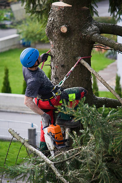 Best Utility Line Clearance  in Biltmore, TN