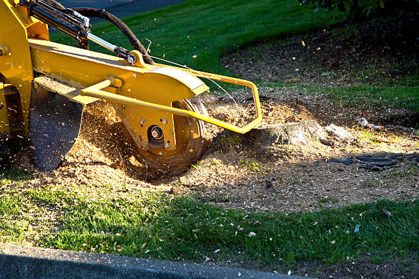 Best Artificial Turf Installation  in Biltmore, TN