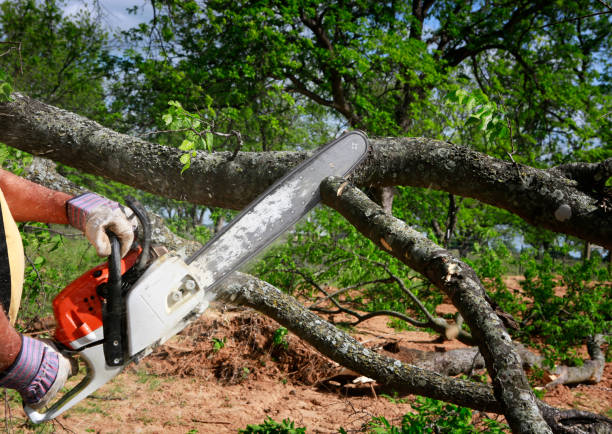 Best Lawn Pest Prevention  in Biltmore, TN